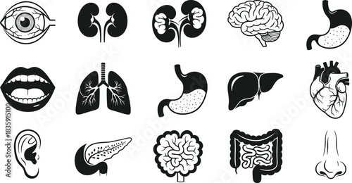 Technical Drawing of a Women's Cropped Hoodie Sweatshirt Vector Illustration, Front and Back Flat Sketch with Dropped Puff Sleeves for Fashion Apparel Design and Production,