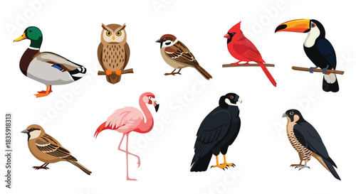 Collection of nine different realistic bird species, including a mallard duck, owl, cardinal, toucan, flamingo, and peregrine falcon. Ornithology and wildlife vector set.