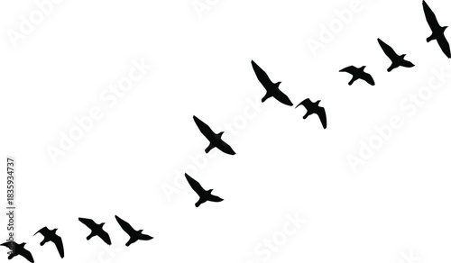Flock of black birds flying in formation across white background migration
