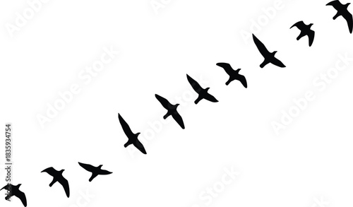 Flock of black silhouette birds flying diagonally across white background vector