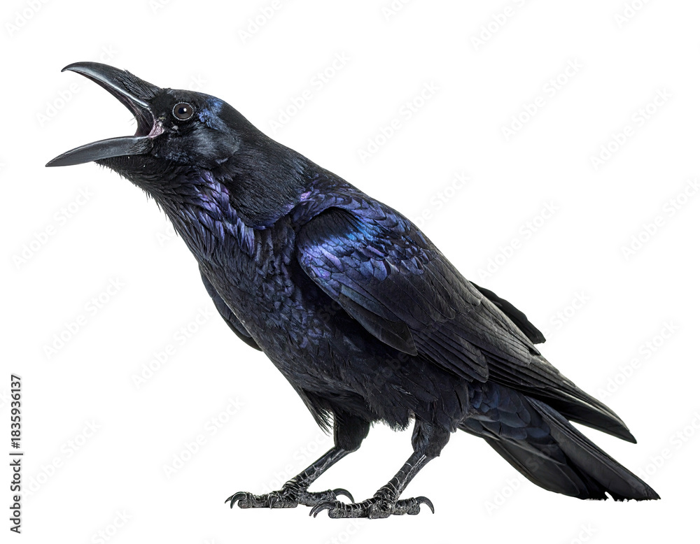 Fototapeta premium A dark, iridescent-feathered raven with an open beak against a transparent backdrop
