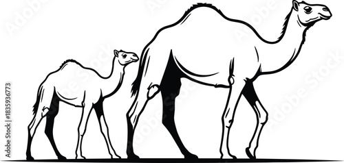 Mother Camel and Baby Camel Line Art – Walking Dromedary Family Outline Vector Illustration in Black Ink Isolated on Transparent Background