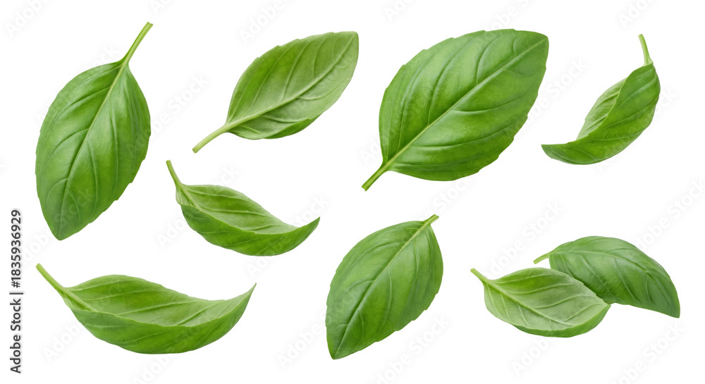Fototapeta premium Vibrant green basil leaves isolated against a transparent backdrop, perfect for design element