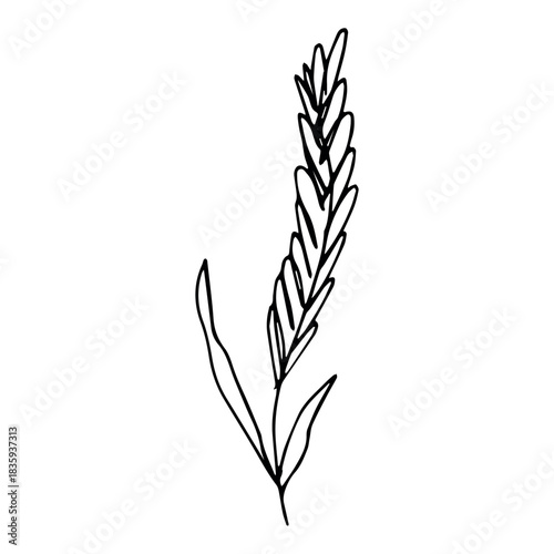 Hand drawn cereal wheat oat rye barley rice ears spikelet clipart Organic wheat bread agriculture farming harvest healthy food Single element for print packaging label design decor