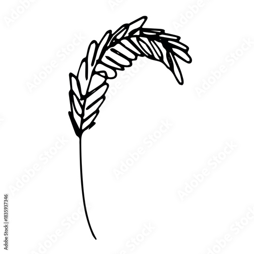 Hand drawn cereal wheat oat rye barley rice ears spikelet clipart Organic wheat bread agriculture farming harvest healthy food Single element for print packaging label design decor