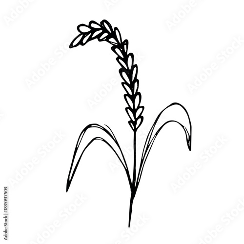 Hand drawn cereal wheat oat rye barley rice ears spikelet clipart Organic wheat bread agriculture farming harvest healthy food Single element for print packaging label design decor