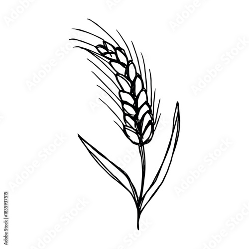 Hand drawn cereal wheat oat rye barley rice ears spikelet clipart Organic wheat bread agriculture farming harvest healthy food Single element for print packaging label design decor