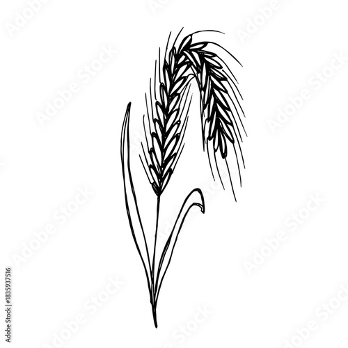 Hand drawn cereal wheat oat rye barley rice ears spikelet clipart Organic wheat bread agriculture farming harvest healthy food Single element for print packaging label design decor
