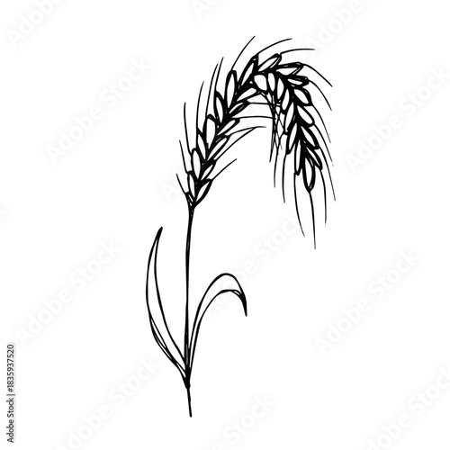 Hand drawn cereal wheat oat rye barley rice ears spikelet clipart Organic wheat bread agriculture farming harvest healthy food Single element for print packaging label design decor