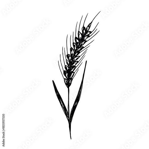 Hand drawn cereal wheat oat rye barley rice ears spikelet clipart Organic wheat bread agriculture farming harvest healthy food Single element for print packaging label design decor