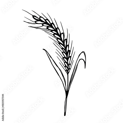 Hand drawn cereal wheat oat rye barley rice ears spikelet clipart Organic wheat bread agriculture farming harvest healthy food Single element for print packaging label design decor