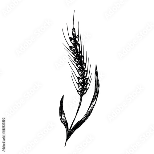 Hand drawn cereal wheat oat rye barley rice ears spikelet clipart Organic wheat bread agriculture farming harvest healthy food Single element for print packaging label design decor
