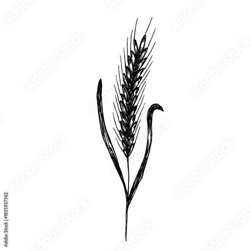 Hand drawn cereal wheat oat rye barley rice ears spikelet clipart Organic wheat bread agriculture farming harvest healthy food Single element for print packaging label design decor
