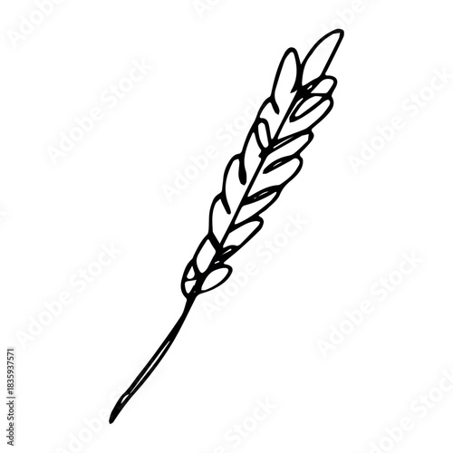 Hand drawn cereal wheat oat rye barley rice ears spikelet clipart Organic wheat bread agriculture farming harvest healthy food Single element for print packaging label design decor