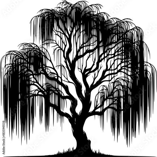 Silhouette Weeping Willow: A stunning silhouette of a Weeping Willow tree, with cascading branches, embodies tranquility and nature's grace.