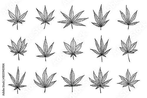 Set of hand drawn cannabis leaf Medicine marijuana Hemp leaves clipart in doodle style Single element for print, web, design, decor