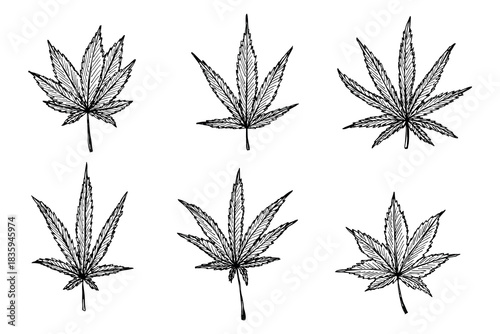 Set of hand drawn cannabis leaf Medicine marijuana Hemp leaves clipart in doodle style Single element for print, web, design, decor