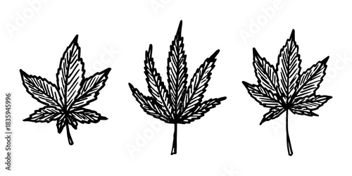 Set of hand drawn cannabis leaf Medicine marijuana Hemp leaves clipart in doodle style Single element for print, web, design, decor