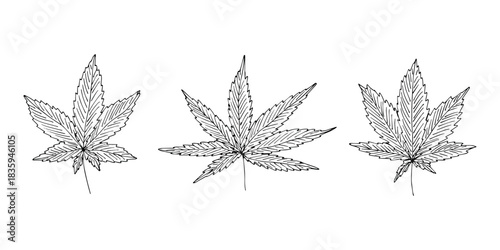 Set of hand drawn cannabis leaf Medicine marijuana Hemp leaves clipart in doodle style Single element for print, web, design, decor