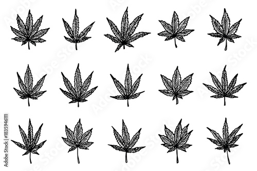 Set of hand drawn cannabis leaf Medicine marijuana Hemp leaves clipart in doodle style Single element for print, web, design, decor