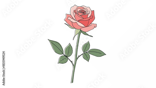 A delicate pink and coral rose with green leaves, isolated on a white background