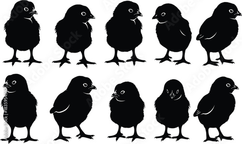 Black silhouette chicks in various poses on white background chicken baby bird