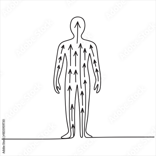 Circulation Blood Flow Pathways within the Human Body