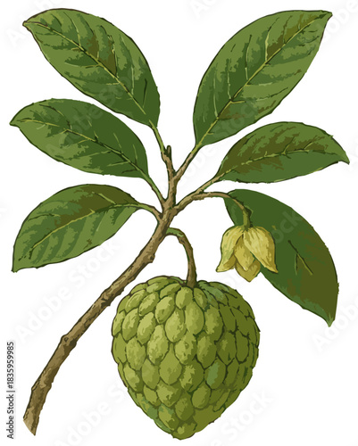 Annona reticulata illustration clip art