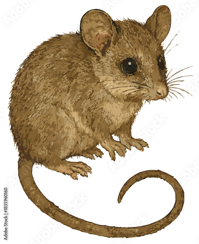 Cercartetus nanus illustration clip art