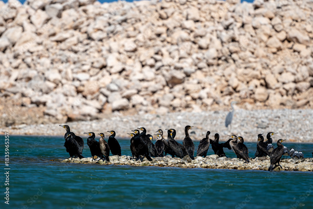 Fototapeta premium Great Cormorant, Phalacrocorax carbo, Wadi Tiwi, Oman