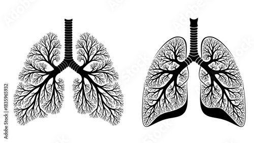 Lungs tree branch respiratory system