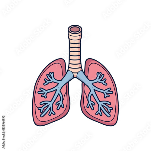 Illustration of Human Lungs with Trachea and Bronchial Tree.
