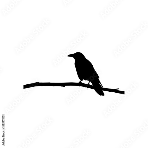 Silhouette of a crow on a branch isolated on transparent background