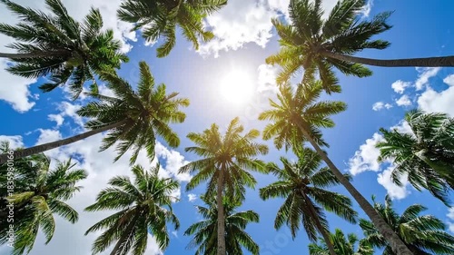 Wallpaper Mural Palm Trees Reaching Towards Bright Sunny Sky Torontodigital.ca