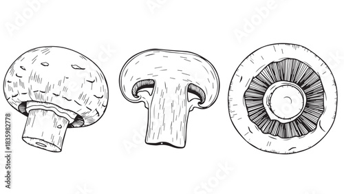 Hand drawn mushroom illustration showing three different views isolated on white background edible fungus drawing