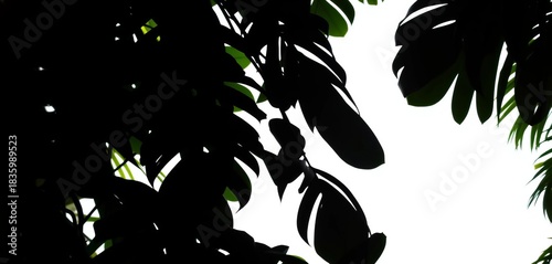 Dark silhouettes of various tropical leaves against a bright background,  wallpaper,  art