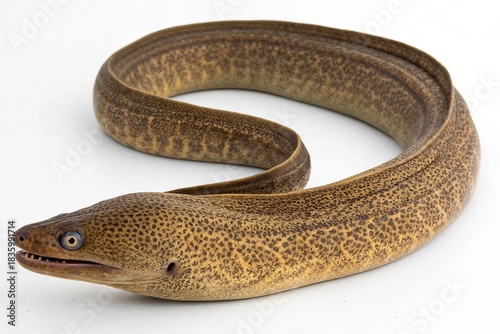 A moray eel coiled on a white background