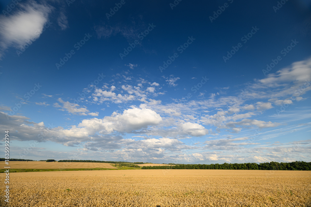 Fototapeta premium A Gorgeous Golden Wheat Field Stretching Beneath a Bright and Clear Blue Sky Above