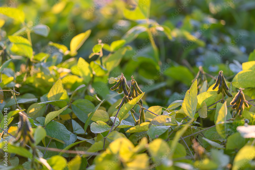 Obraz premium Lush foliage with developing pods, Rich green leaves and dense soybean stands, Bright green soybean leaves and mature pods indicating active crop health and development stages