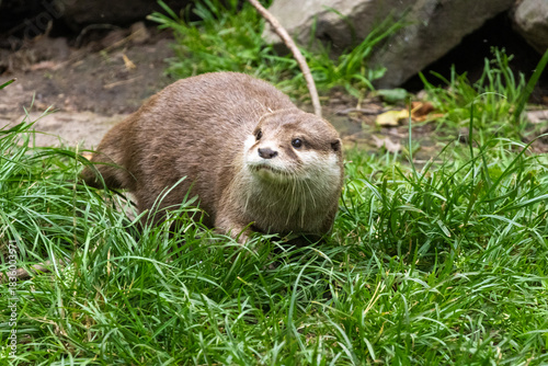 Loutre cendrée