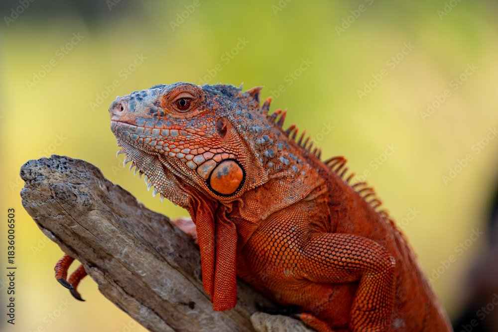 Fototapeta premium Captured a stunning moment with this fiery red iguana perched on a branch. Its remarkable details and vivid hues create an unforgettable portrait of reptilian charm. So much natural grace.