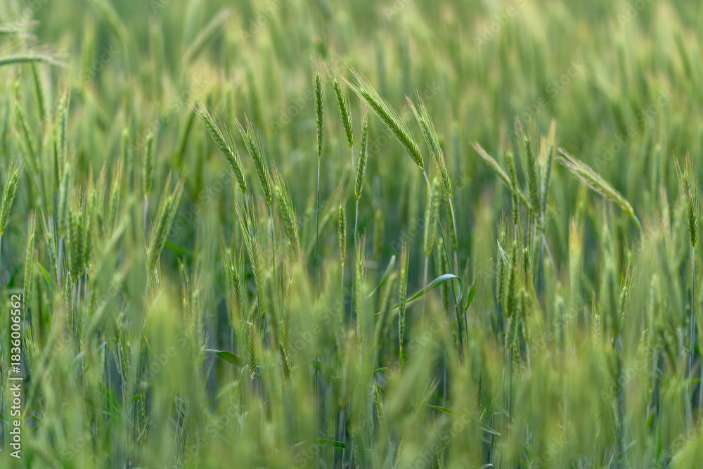 Obraz premium Lush and Vibrant Green Fields of Grain Awaiting Their Time for the Upcoming Harvest