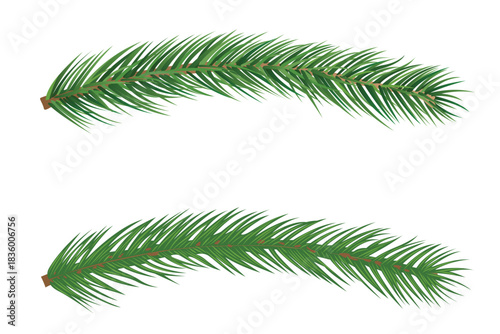 Evergreen Pine Branch or Christmas Tree Brunch Set Isolated on White Background – Conifer Foliage Vector Illustration Design