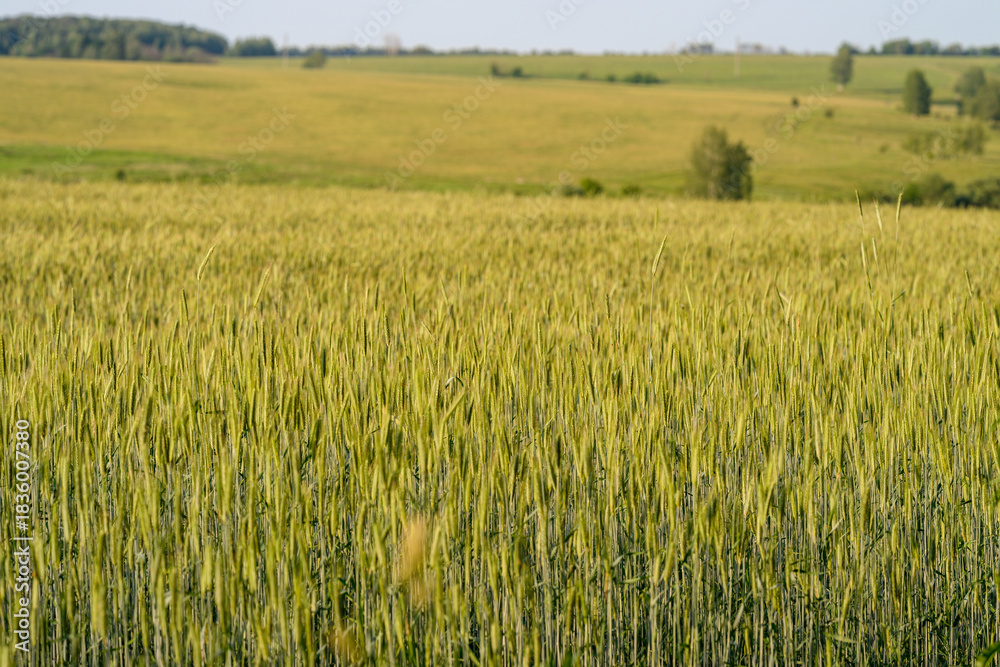 Obraz premium A Vast Golden Wheat Field Spreading Wide Beneath Expansive Clear Blue Skies Above It
