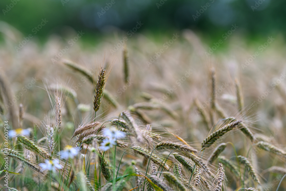 Obraz premium Expansive Golden Wheat Field Abloom with Vibrant Wildflowers Amidst a Picturesque Rural Landscape