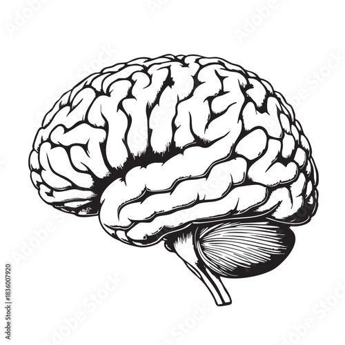 Anatomical Illustration of the Human Brain