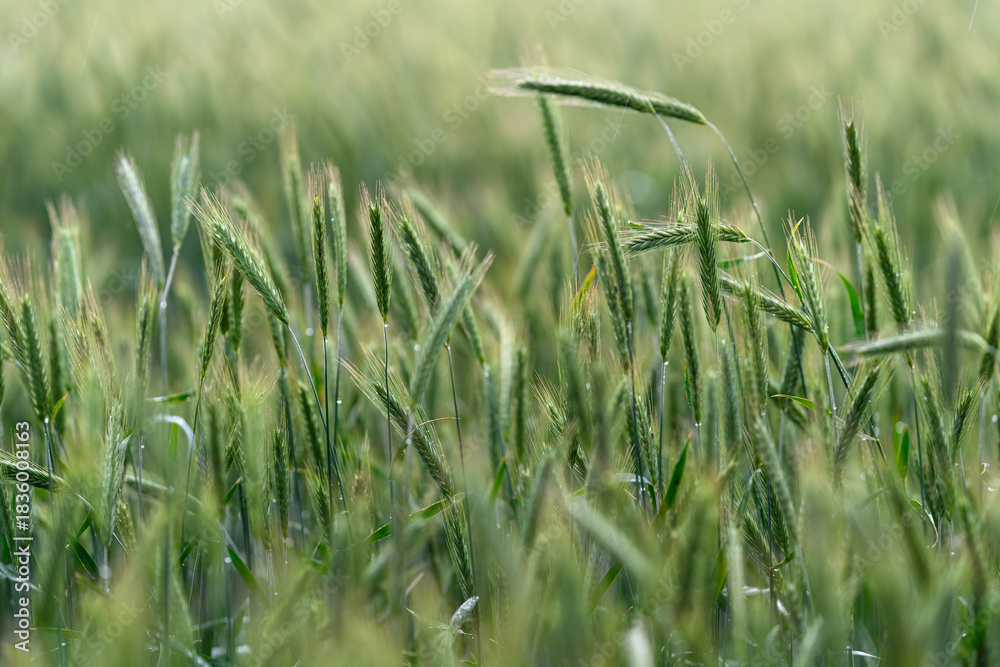 Obraz premium A Beautiful Lush Green Wheat Field Illuminated by the Early Morning Light of Dawn