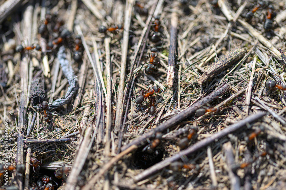 Obraz premium A Detailed CloseUp of Ants Engaged in Activity on Natural Ground Covering Their Habitat