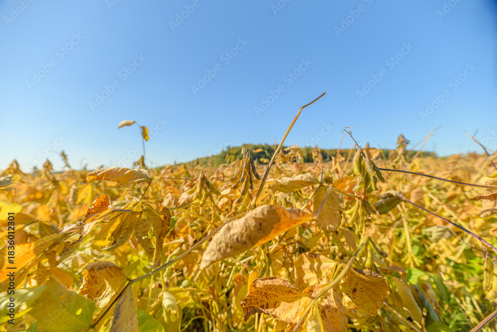 Fototapeta premium Soybean harvest imagery, Mature soybean pods and foliage, Ready soybean pods with yellow leaves closeup, Textured soybean pods and curled leaves in vibrant harvest scene