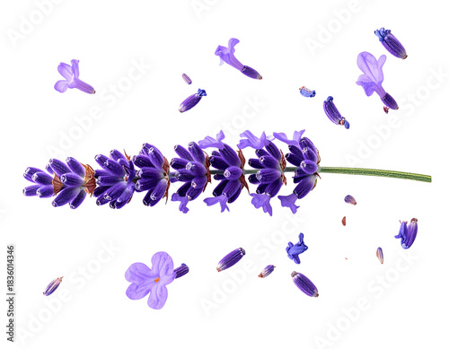 Top-Down Lavender Stem with Loose Petals Scattered, Isolated on Transparent Background (2)